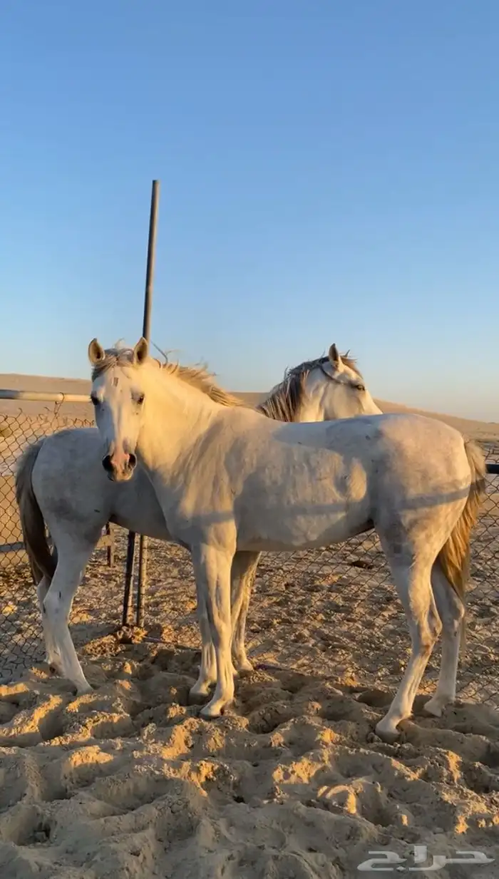 فرس لقاح ومهره جزيريات اصايل 15
