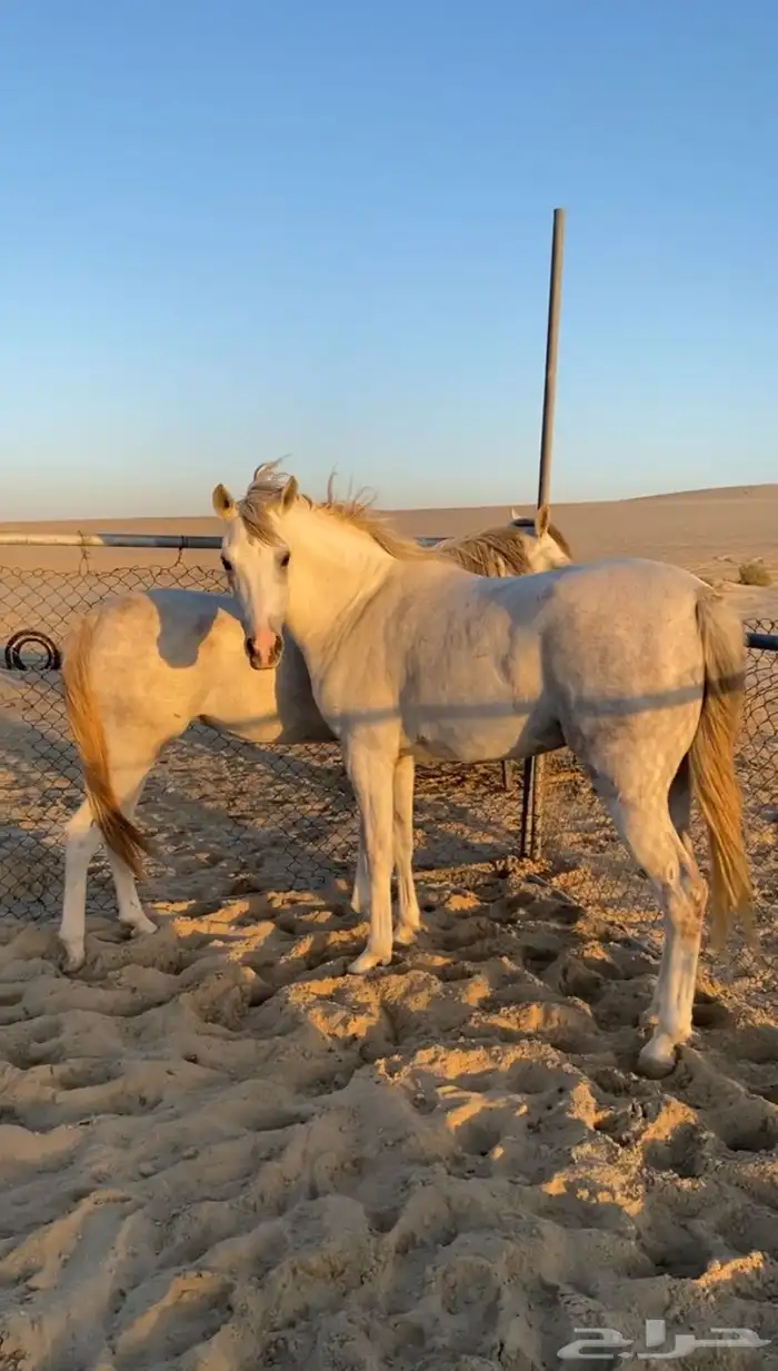 فرس لقاح ومهره جزيريات اصايل 14