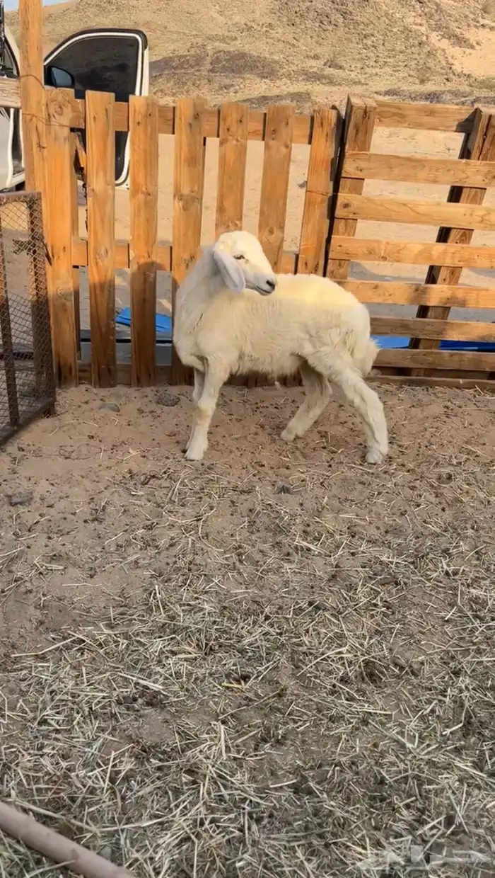 طلي ذبيحه 0