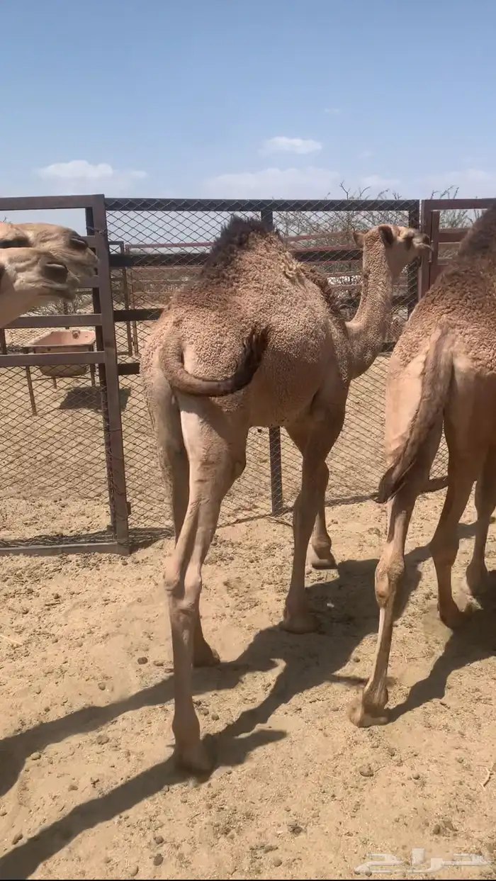 قعدان 4 ع حليب 1