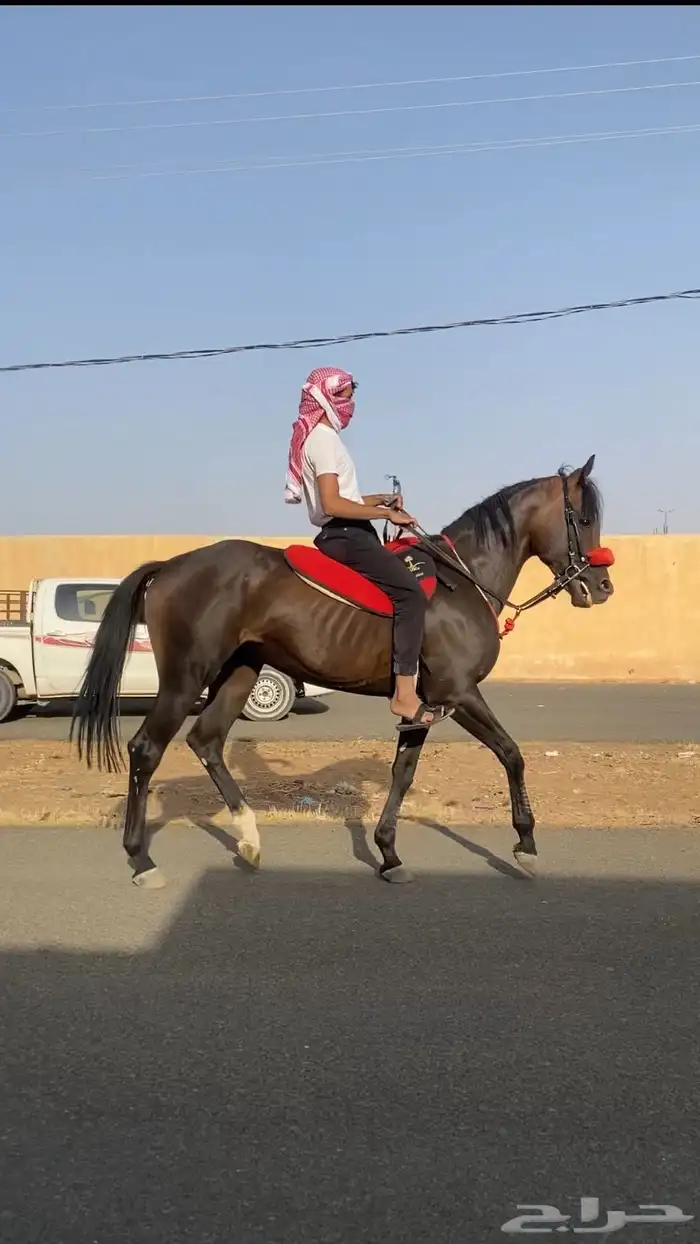 حصان سباق شعبي 2