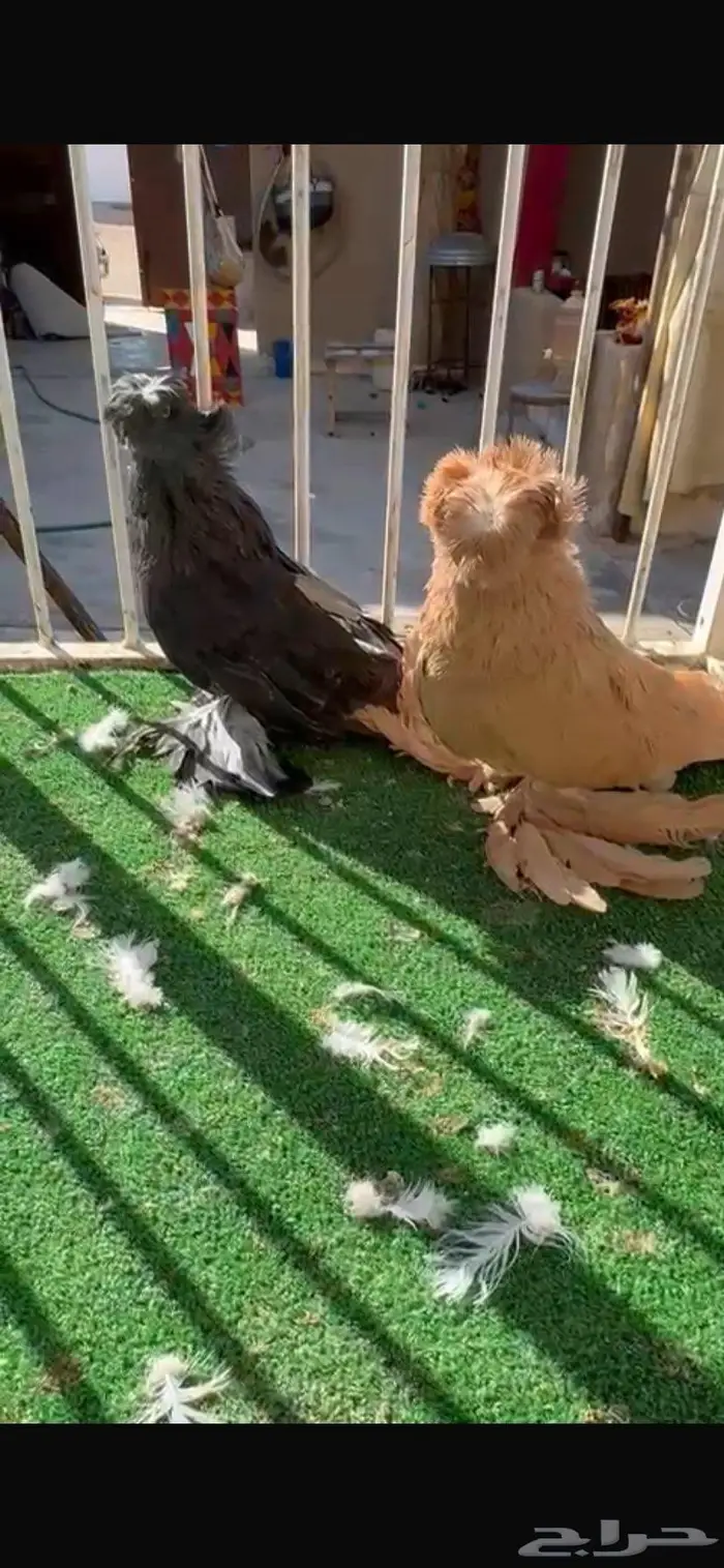 لعشاق البخارى 1