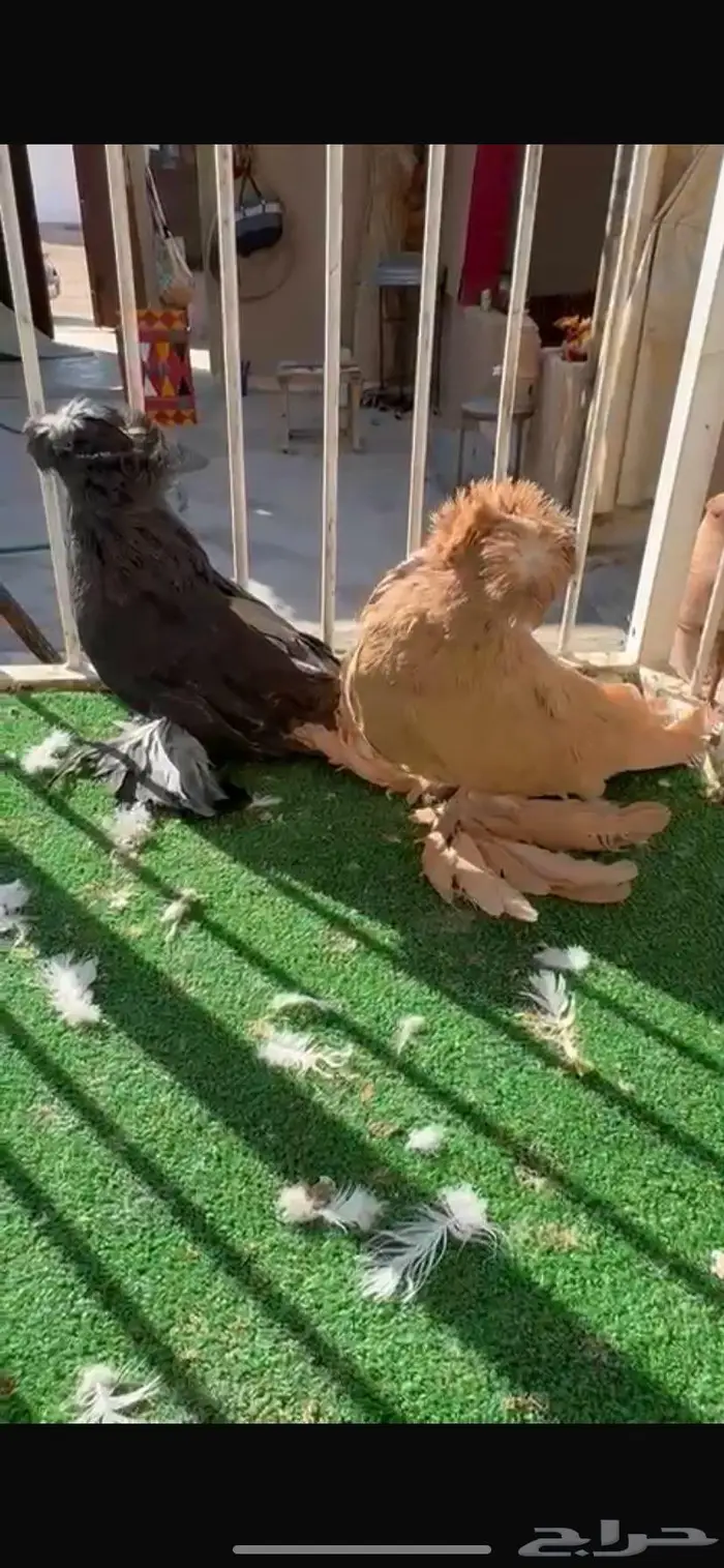 لعشاق البخارى 0