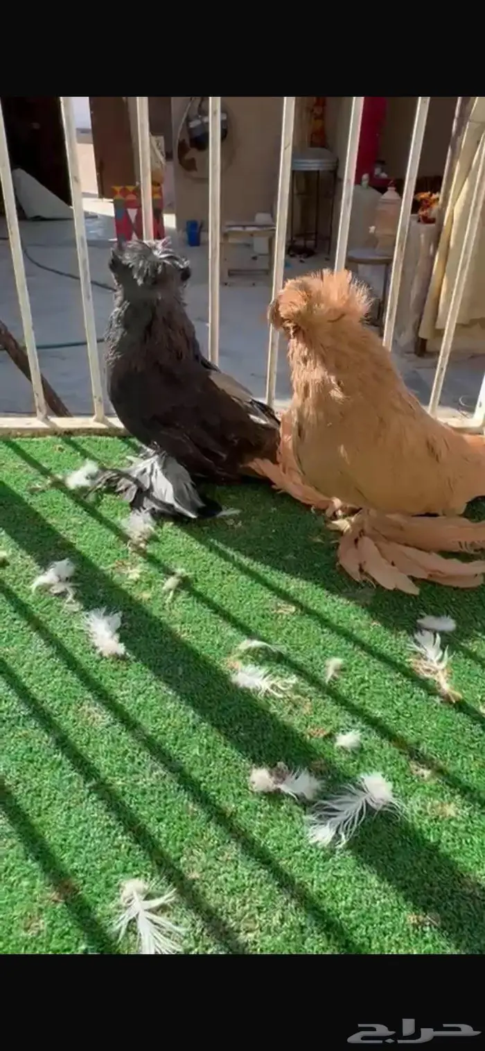 لعشاق البخارى 2