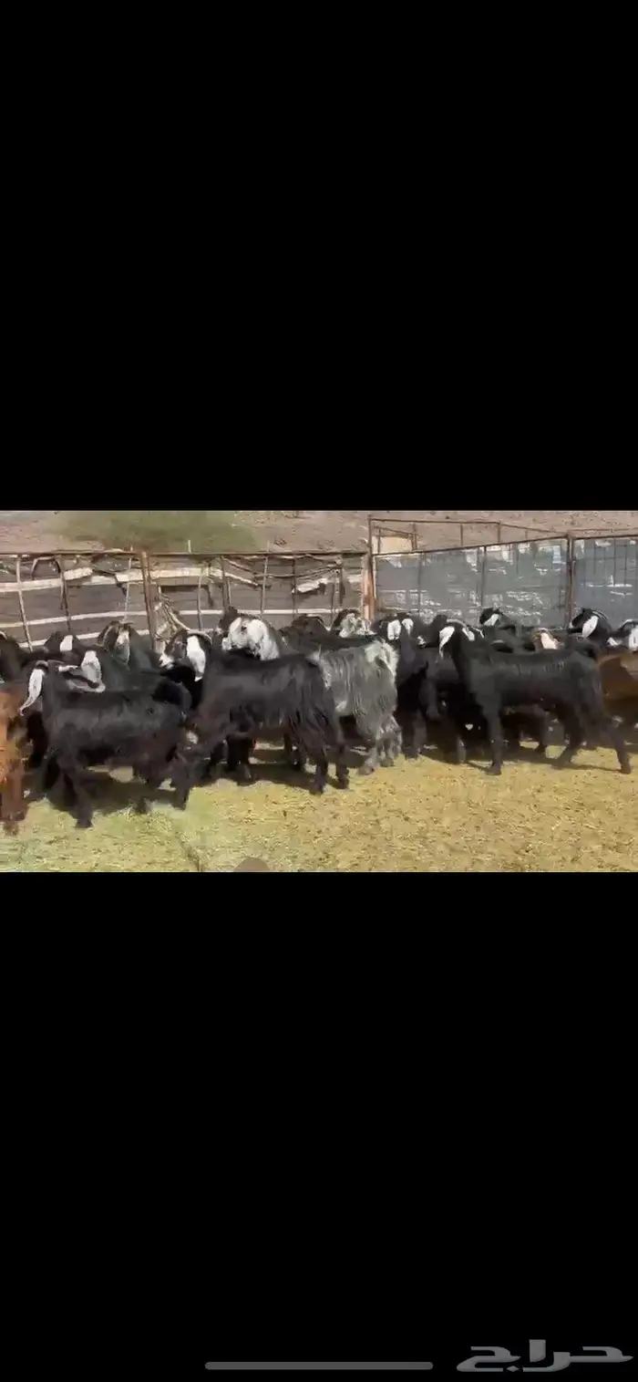 جفار مقاني طيبه 0