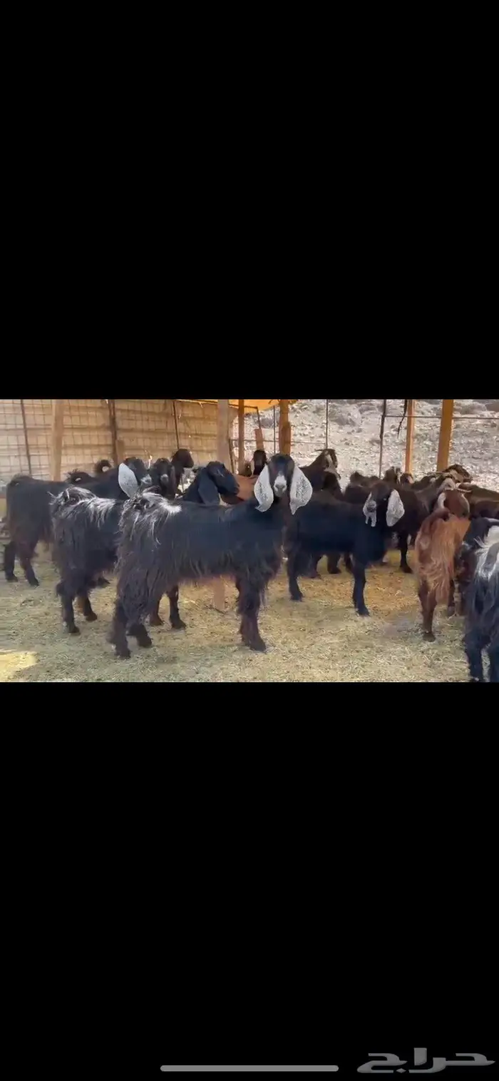 جفار مقاني طيبه 2