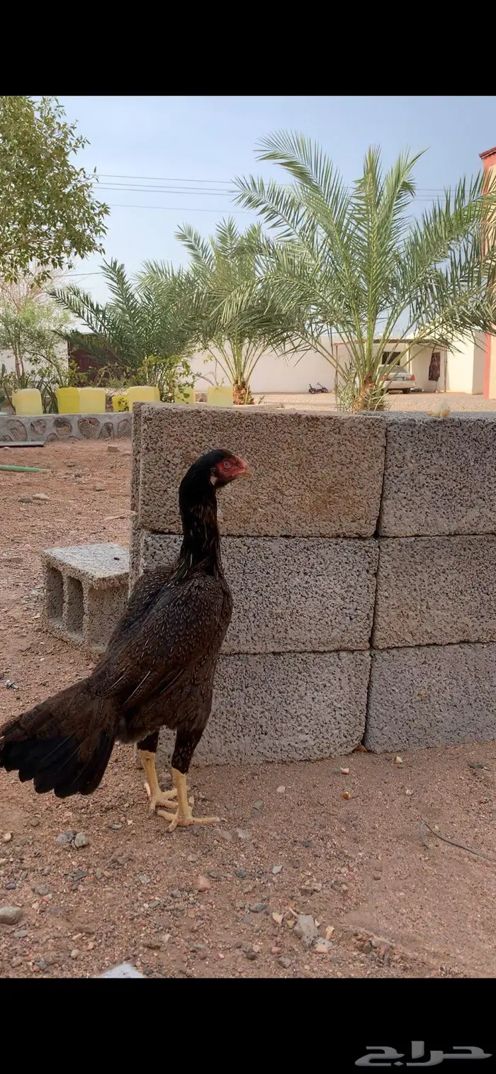 طقم شامو يباني 1