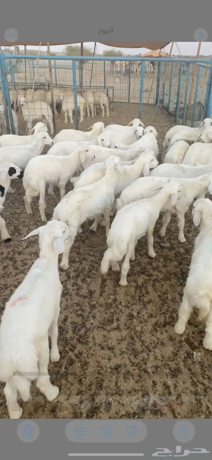 بهم تربيه تم البيع اضغط متابعه يصلك كل جديد 2