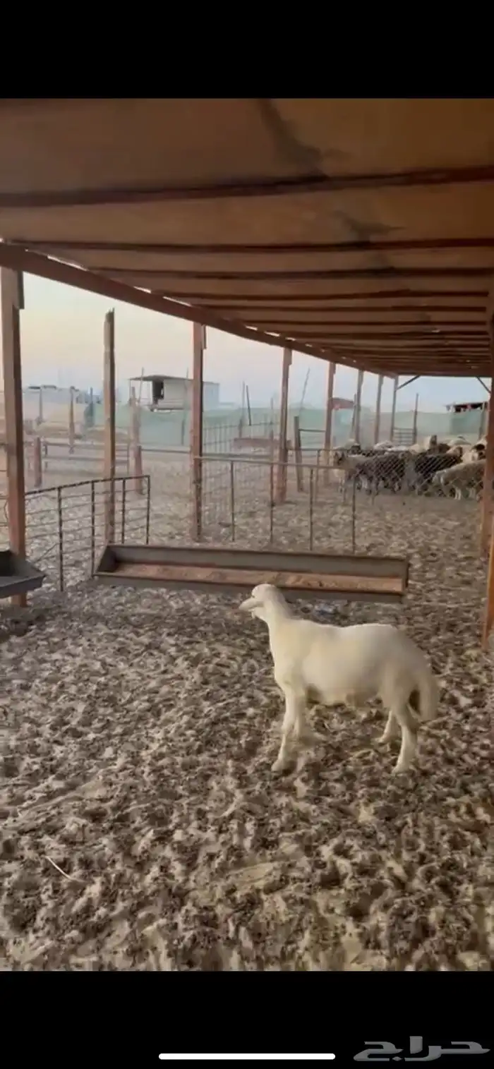 خروف فل عمره اربعه اشهور وجفره عمرها اربع اشهور 2