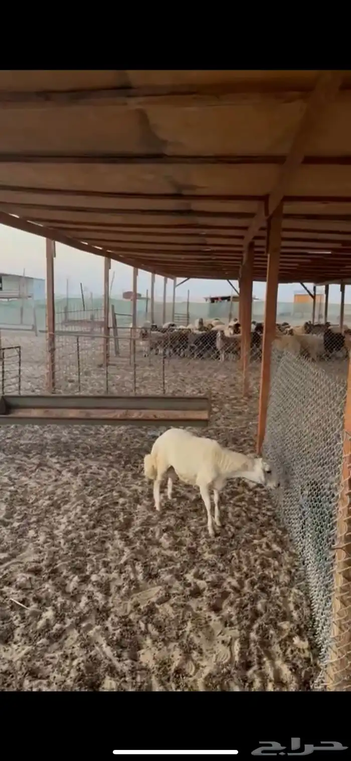 خروف فل عمره اربعه اشهور وجفره عمرها اربع اشهور 3