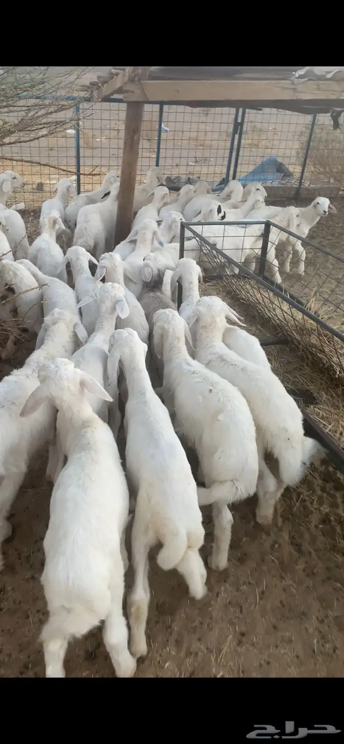 بهم تربيه تم البيع اضغط متابعه يصلك كل جديد 1