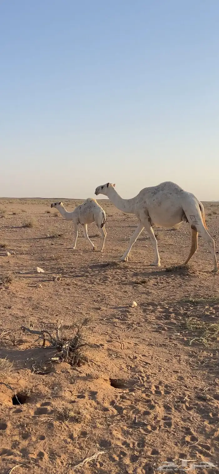 عشرا وضحا بكر وتحتها بكره 0