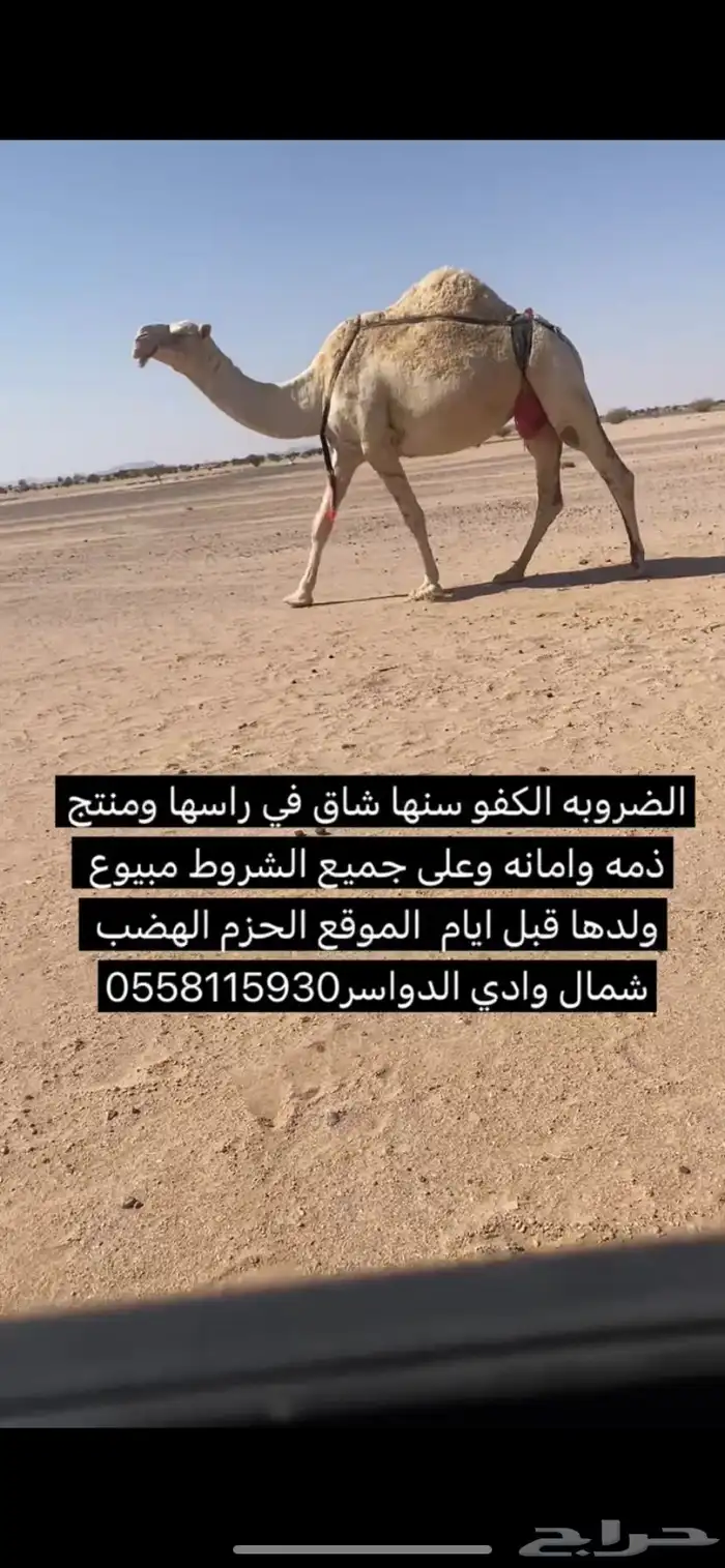 ضروبه منتج مشروطه كفو 0