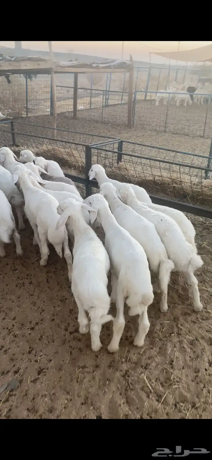 بهم تربيه تم البيع اضغط متابعه يصلك كل جديد 4