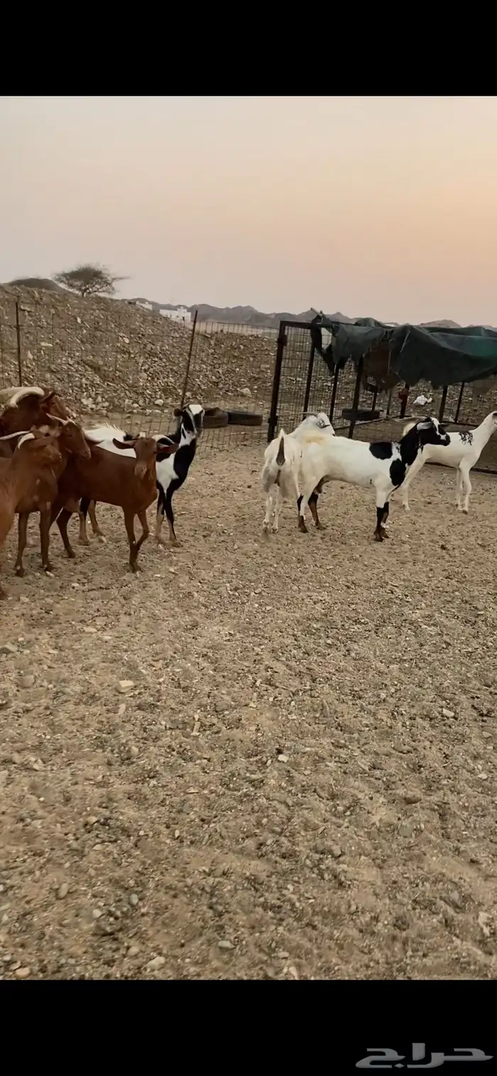 معزا للبيع 3