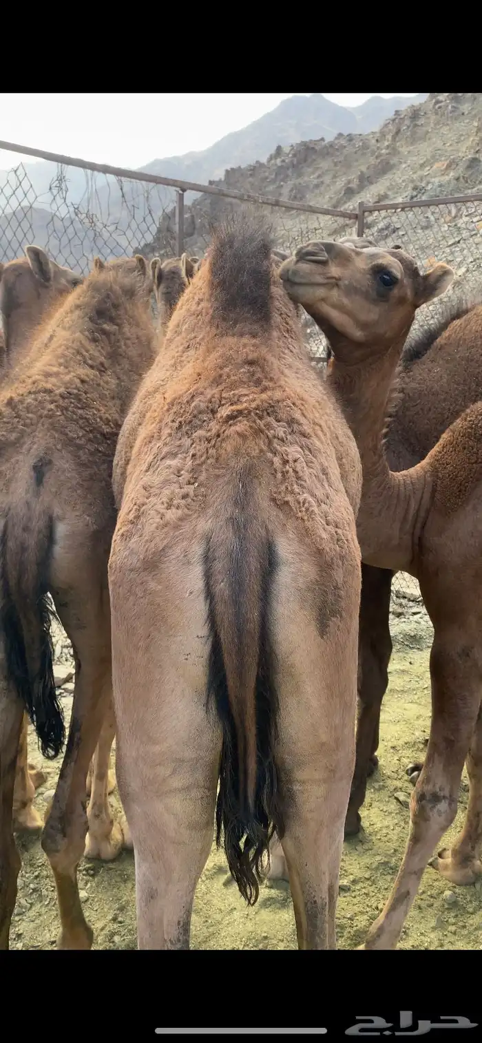 قعدان 0