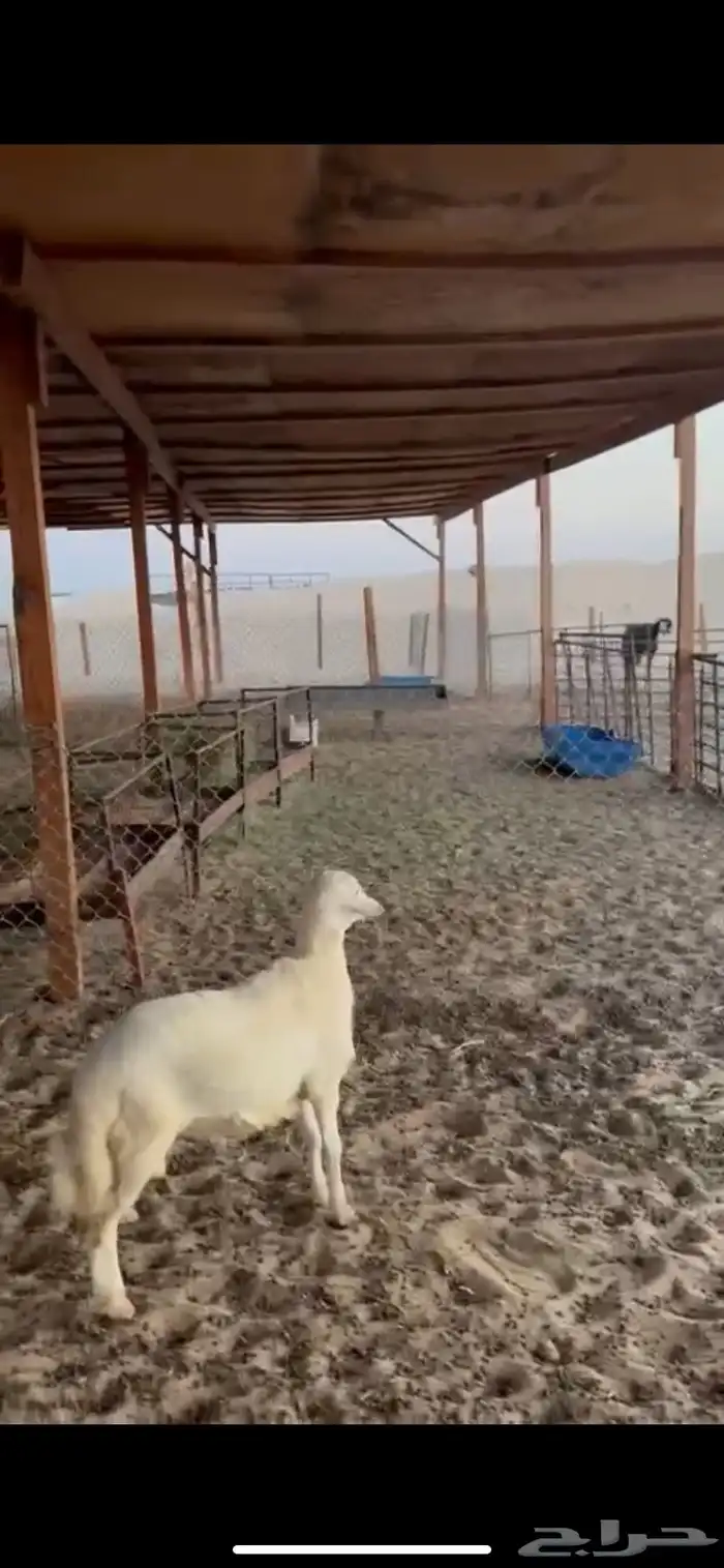 خروف فل عمره اربعه اشهور وجفره عمرها اربع اشهور 0