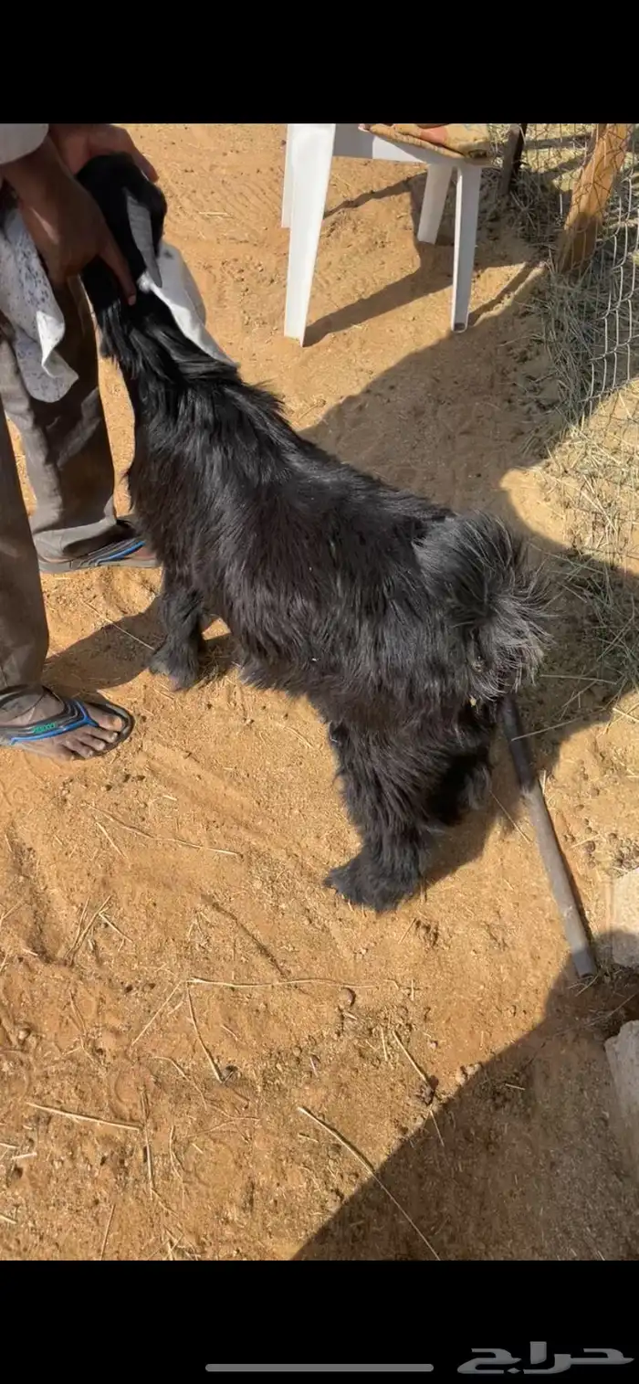 جفره 2