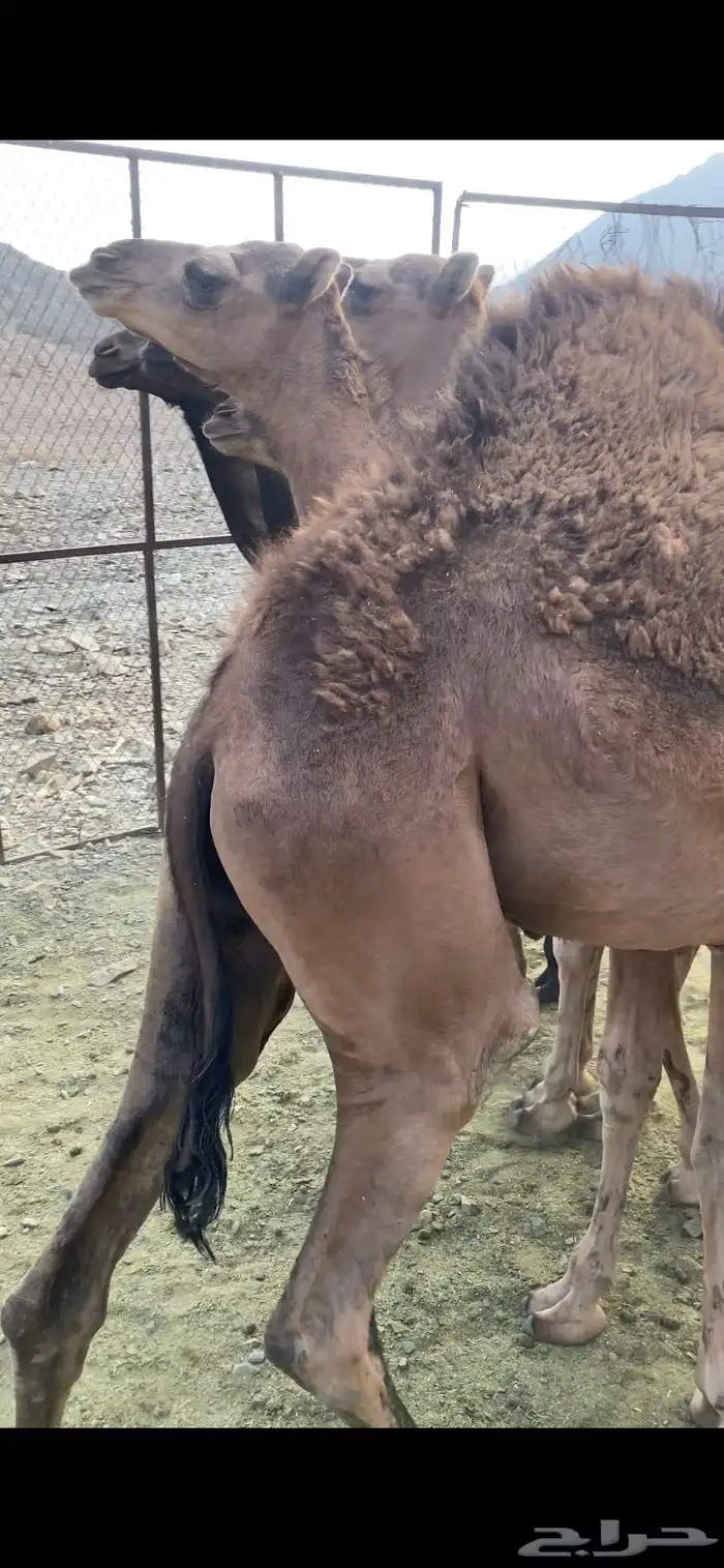 قعدان 4