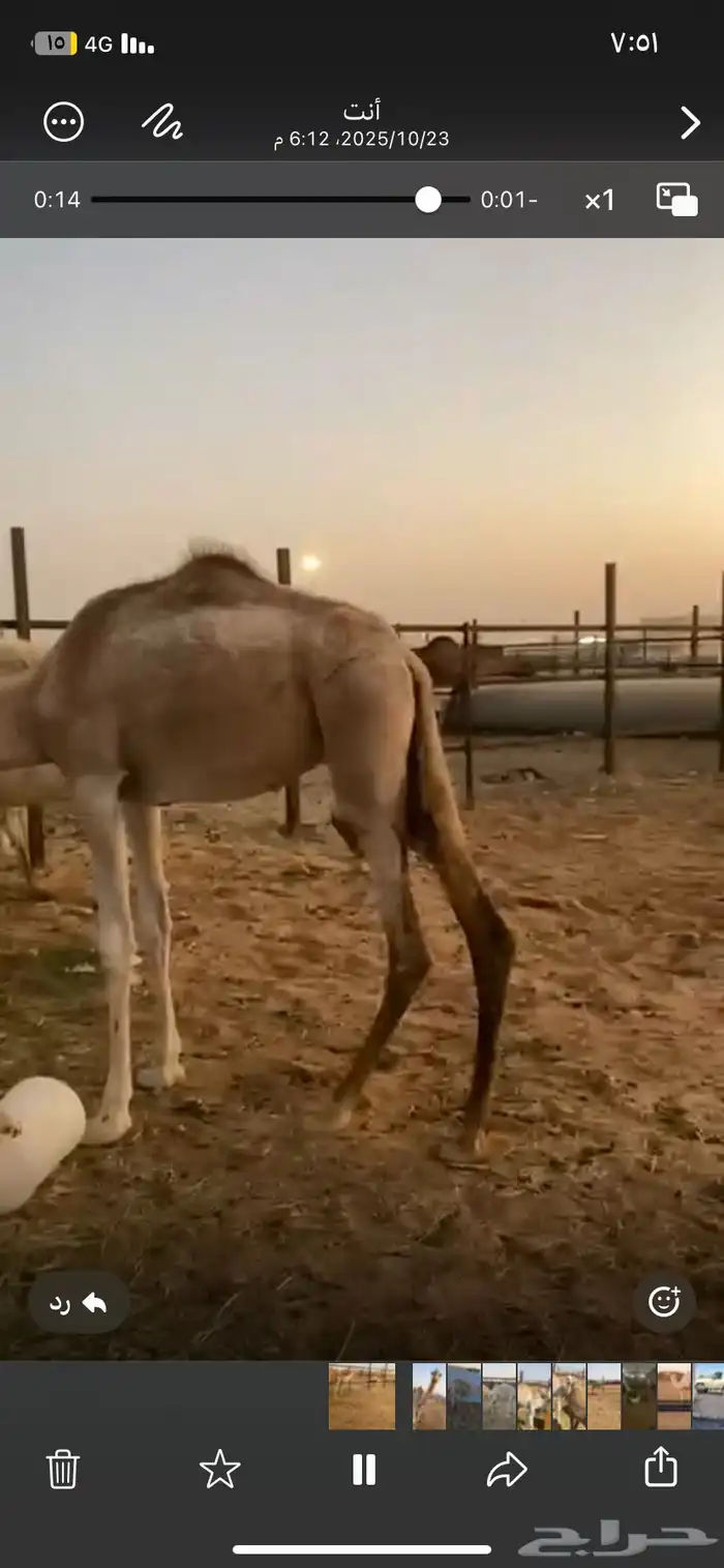 بكره اللبيع 0