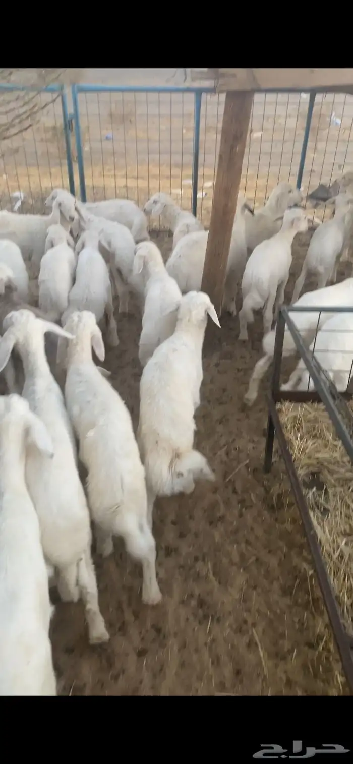 بهم تربيه تم البيع اضغط متابعه يصلك كل جديد 0