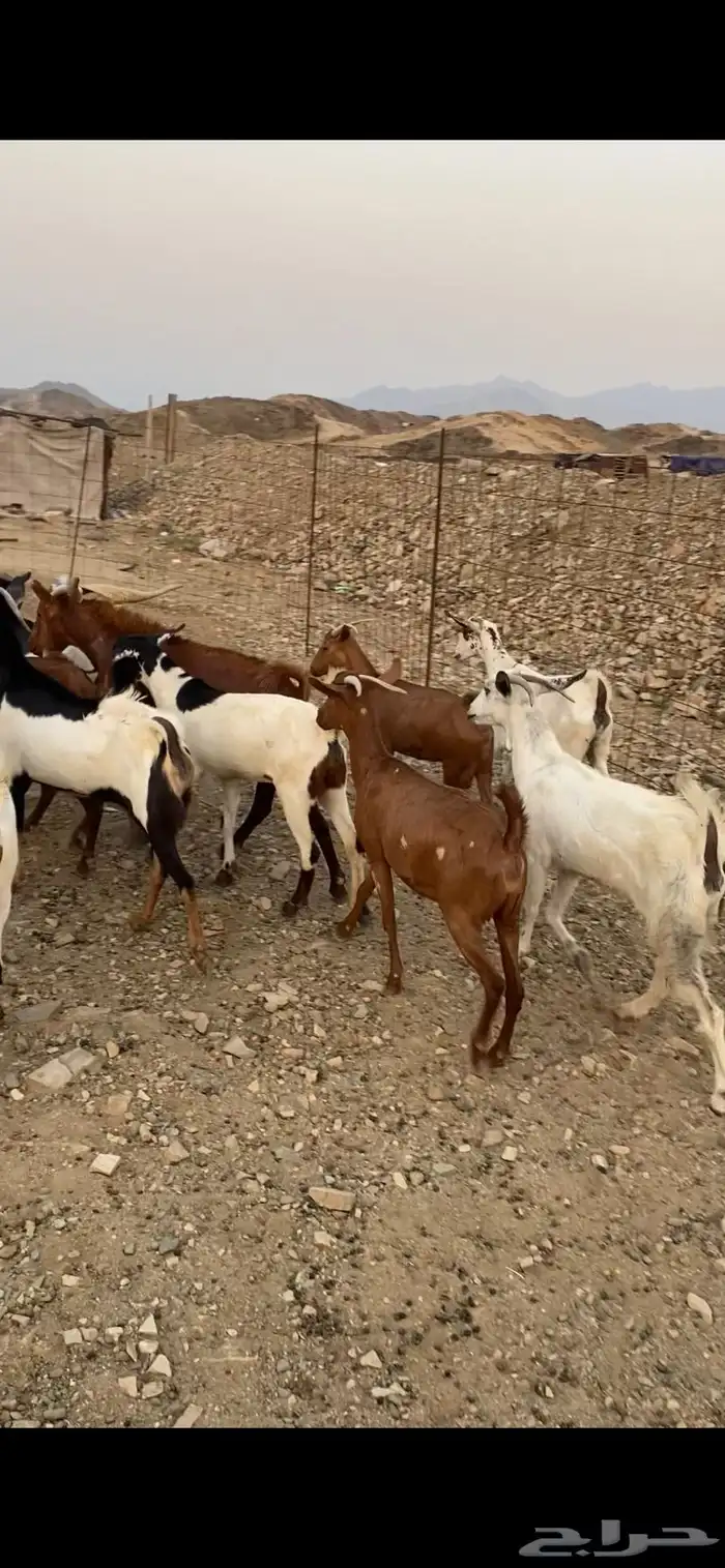 معزا للبيع 4