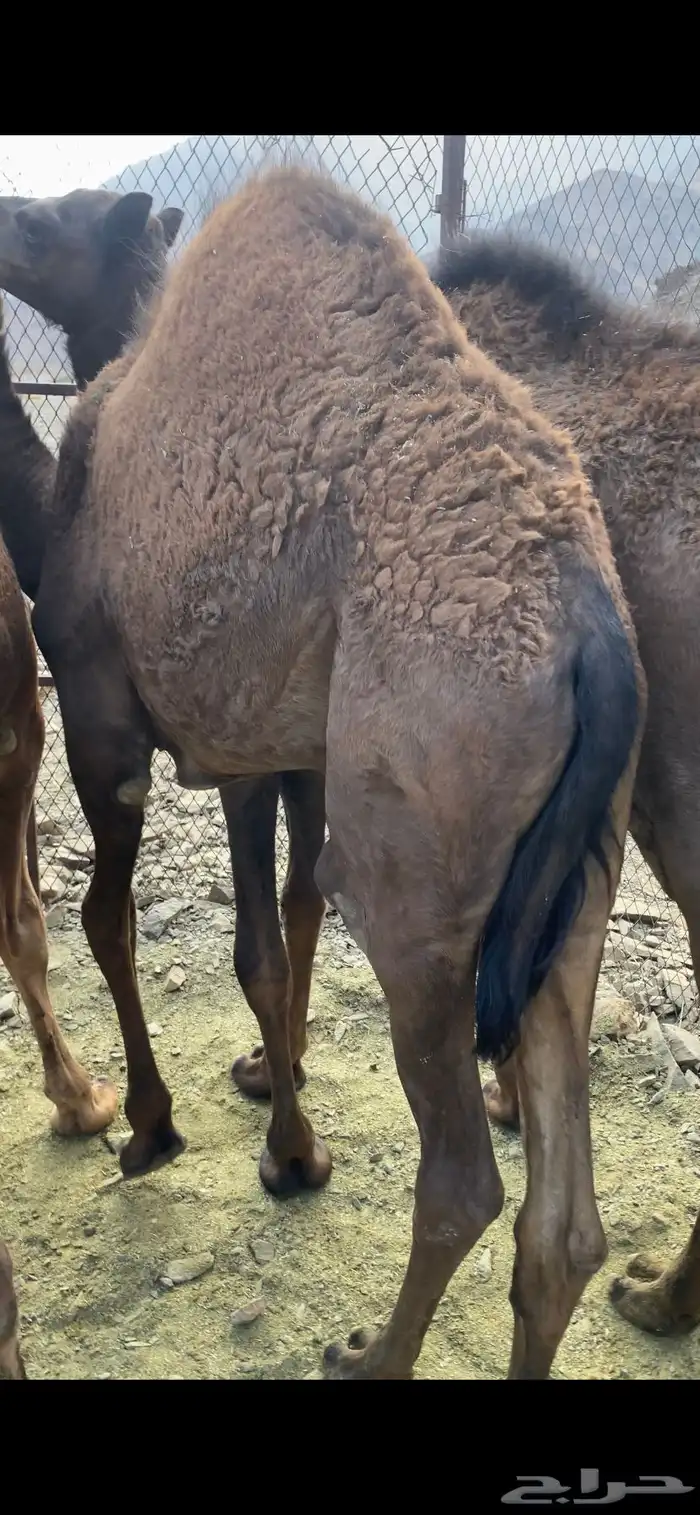 قعدان 1