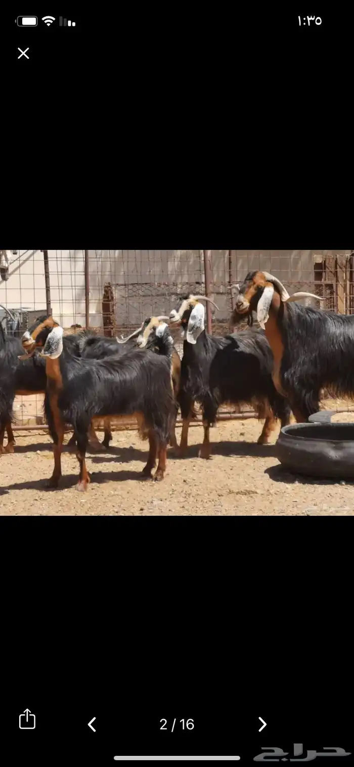 مطلوب معزاء حو 0