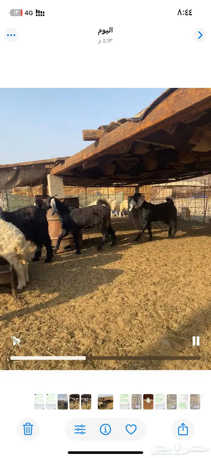 تيوس جبرة شحم فل 4 1