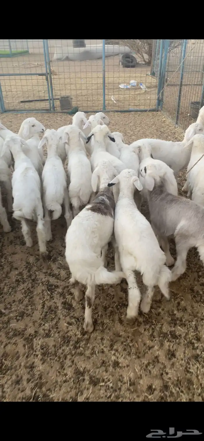 بهم تربيه تم البيع اضغط متابعه يصلك كل جديد 3