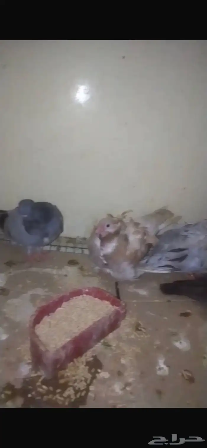 للبيع حمام كشكشي 11 حبة 2