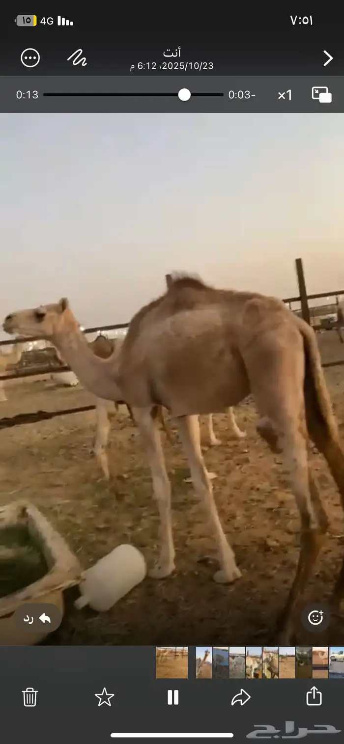 بكره اللبيع 1