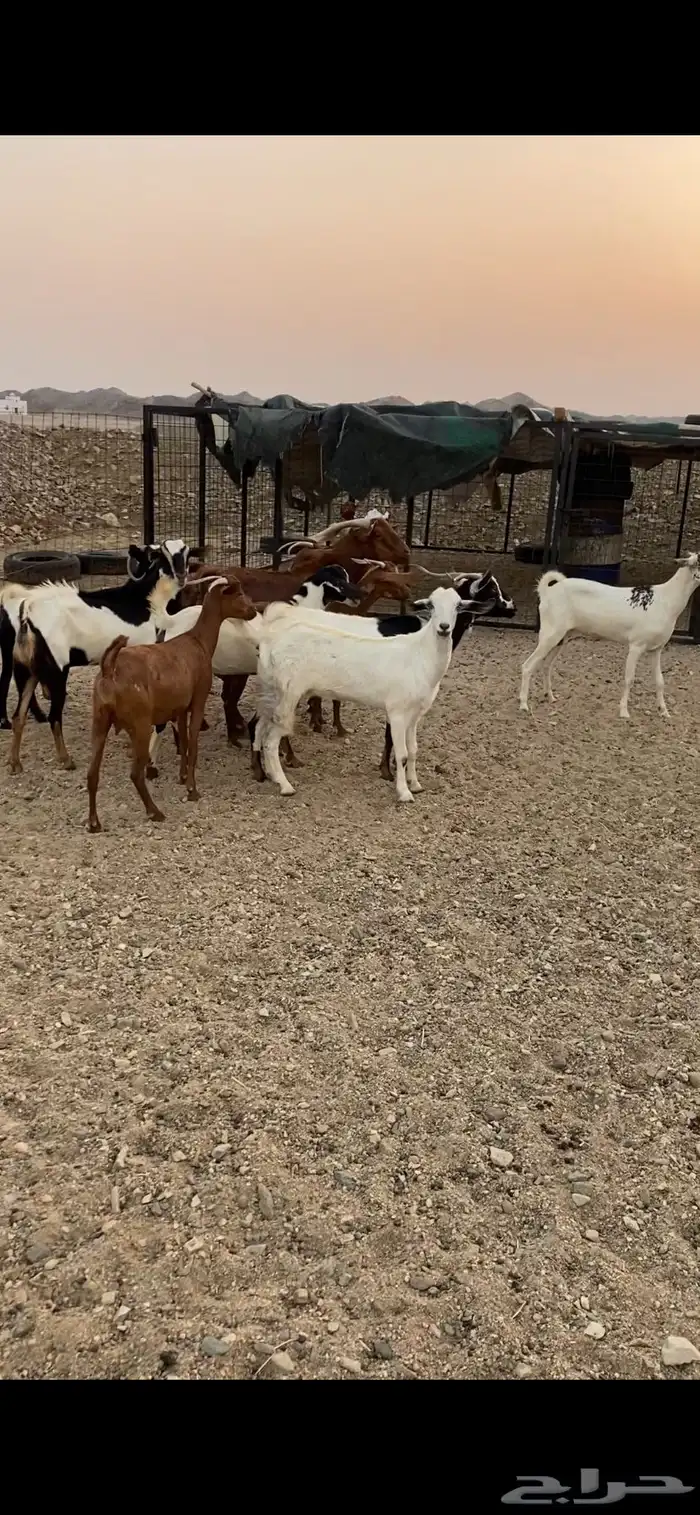 معزا للبيع 1