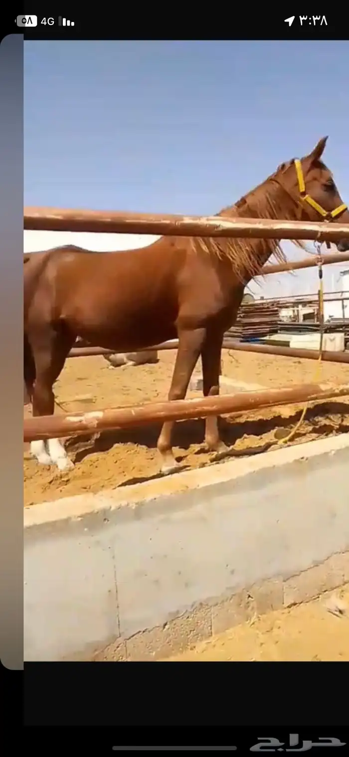 فرس شقراء لقحه لها خمس شهور سنها 8 سنوات طبعها طيب جدا 0