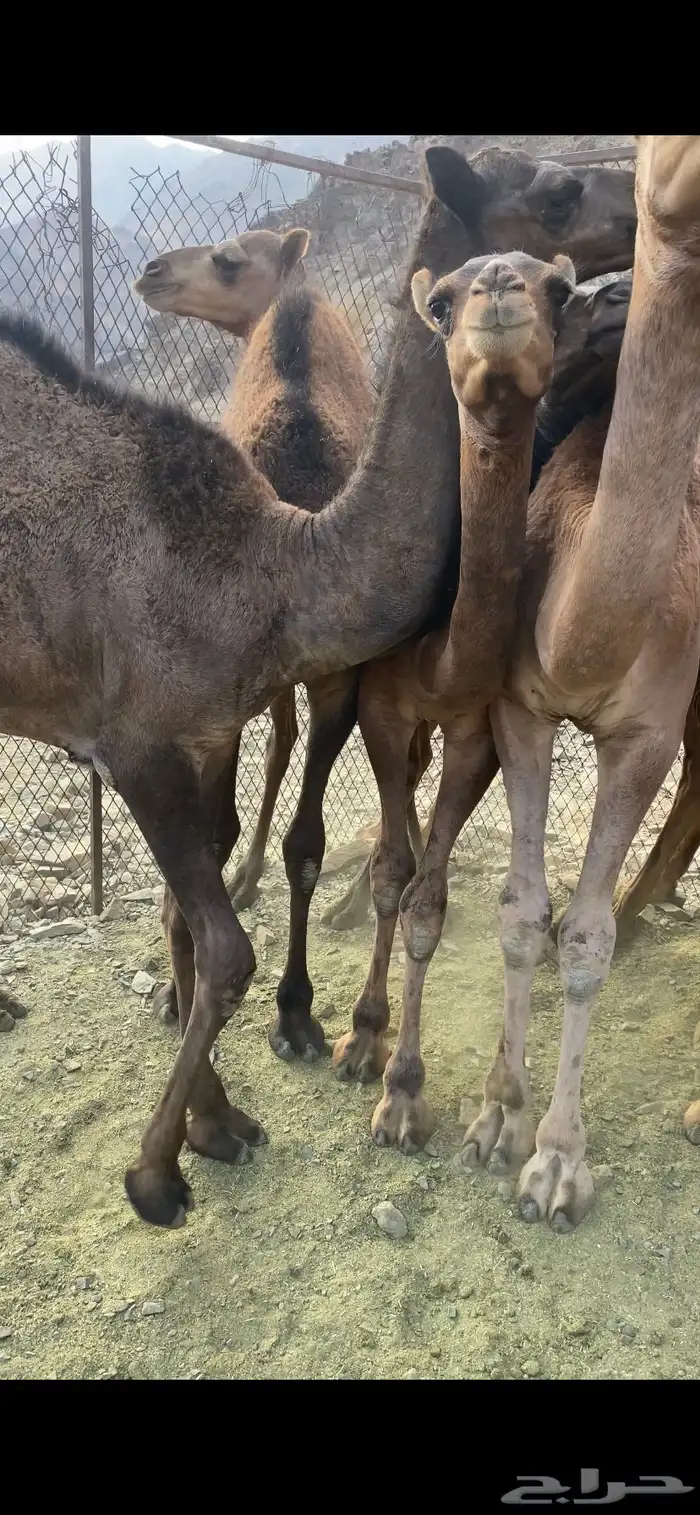 قعدان 3