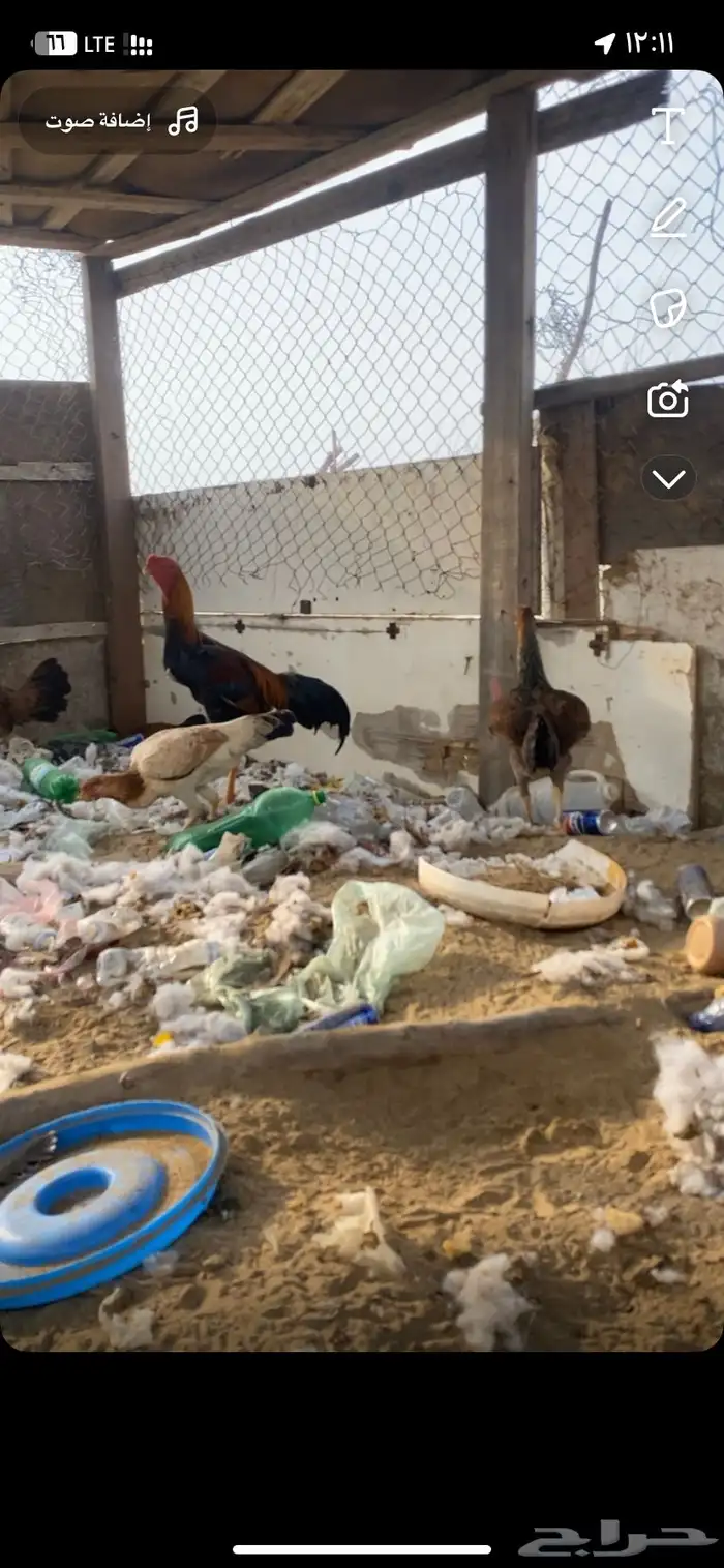 ديك مكس شامو 0
