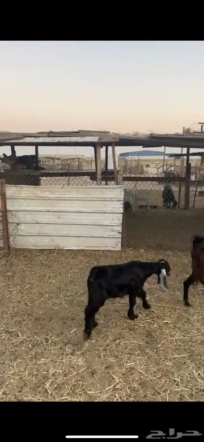 خروف فل عمره اربعه اشهور وجفره عمرها اربع اشهور 4