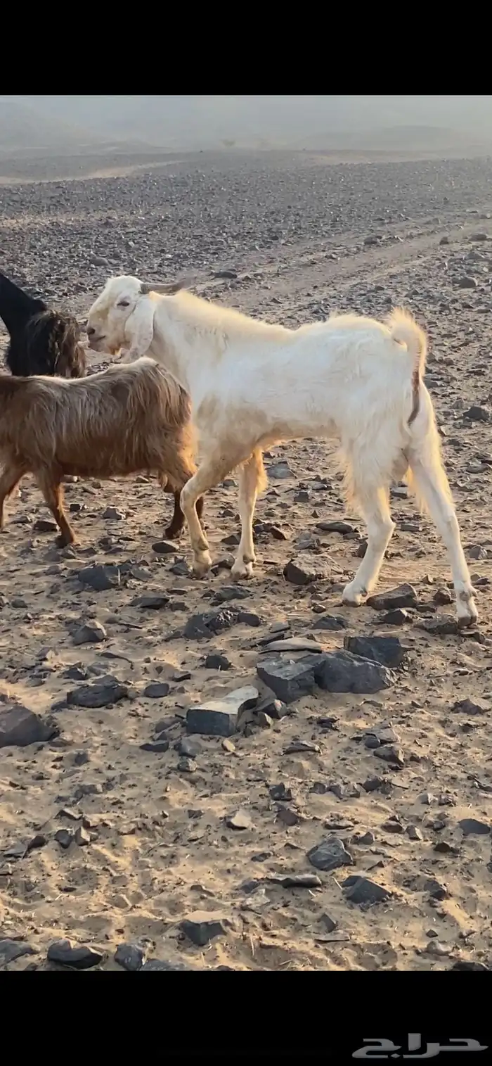 تيس فحل 1