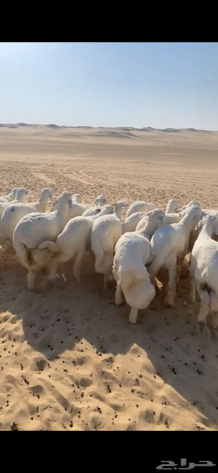 جذعان حريه فل الفل  بريه مراح واحد 0