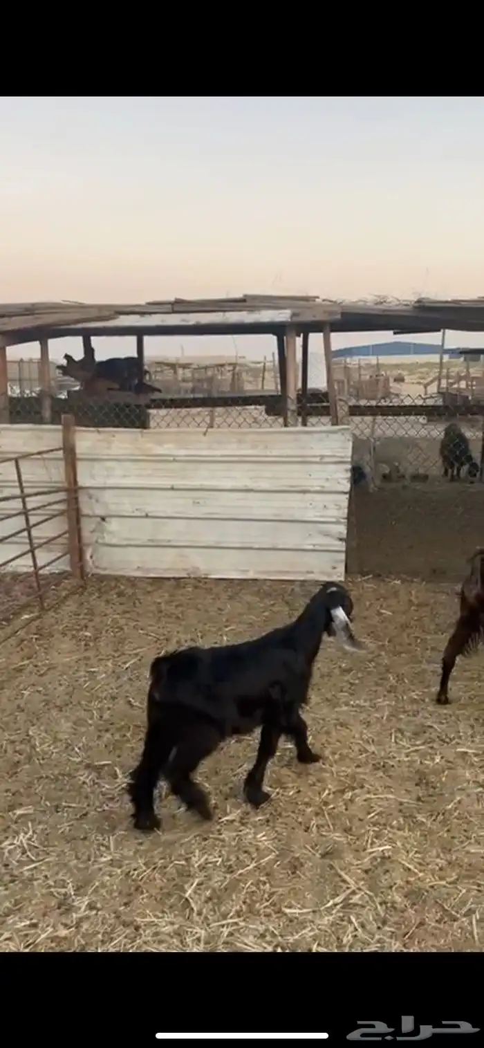 خروف فل عمره اربعه اشهور وجفره عمرها اربع اشهور 5