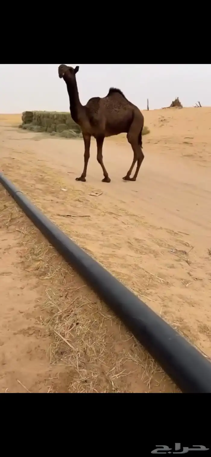 قعود كفو ببيع ابو مسكت بعير مبارك ابو سنيه 0