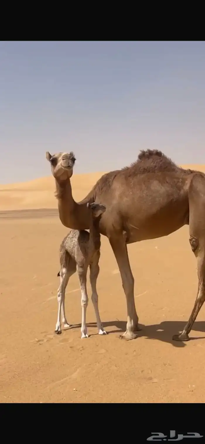 بكر كفو عليها بكرة على لطام الكربي 0
