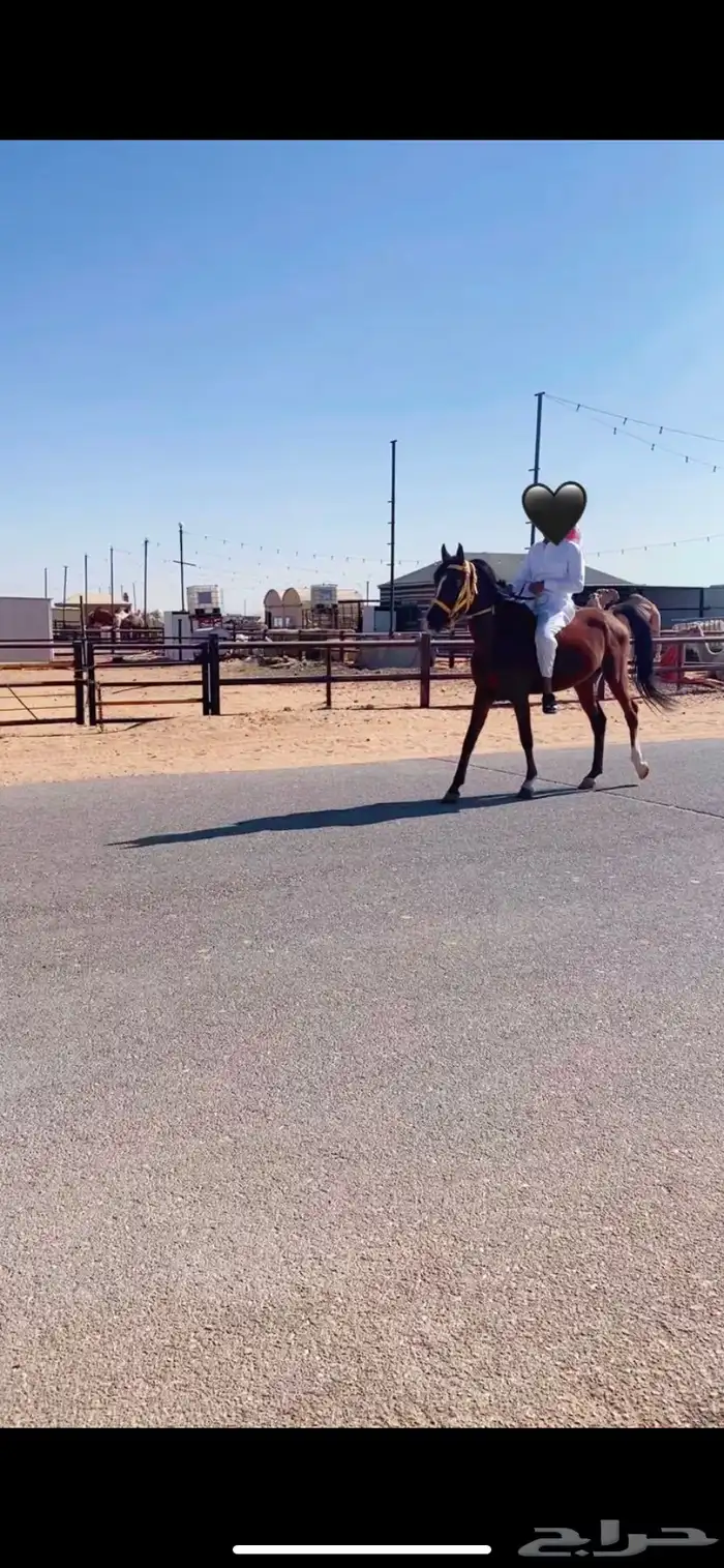 حصان شعبي 1