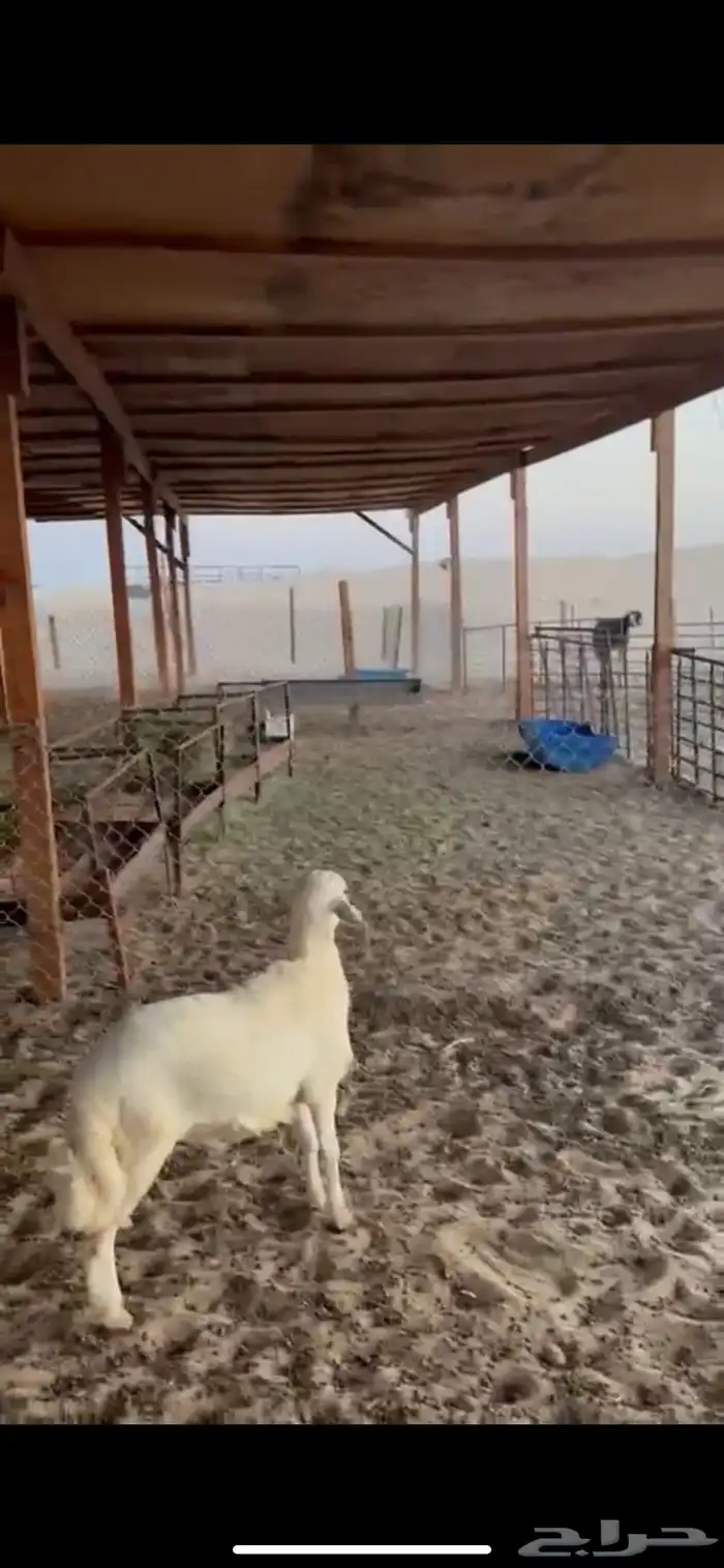 خروف فل عمره اربعه اشهور وجفره عمرها اربع اشهور 1