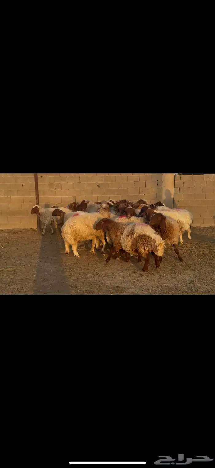 غنم نعيم دفيع 4