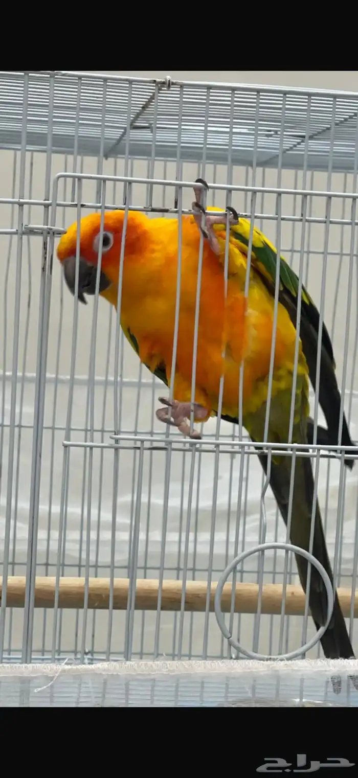 ببغاء صن كنيور 1