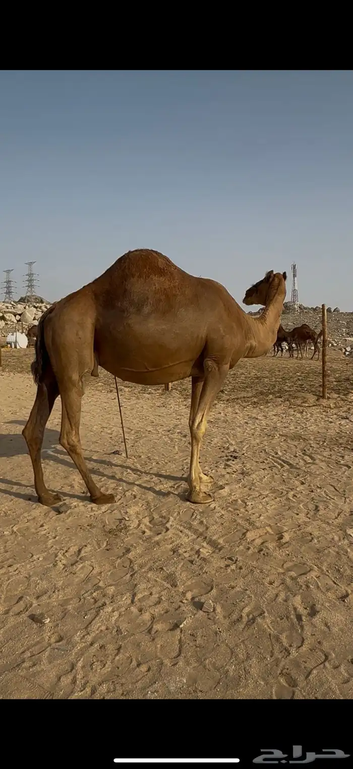ملاقي ساحلية حمراء دهماء 2