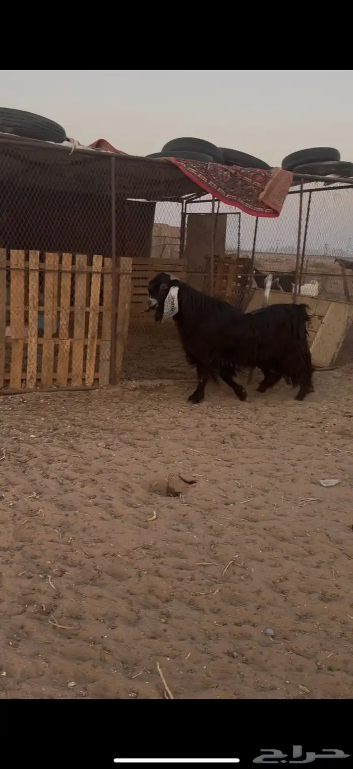تيس رباع للبيع 0