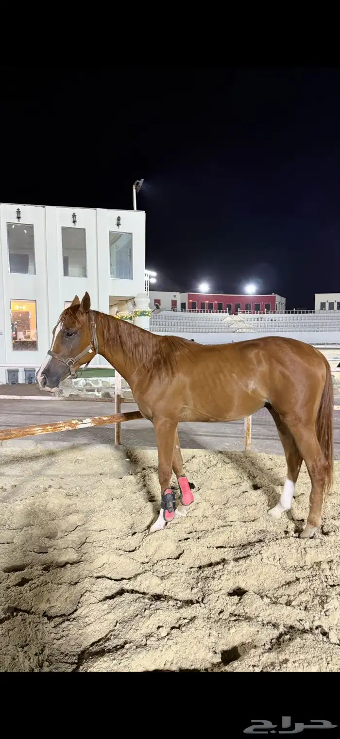 مهر شعبي 2