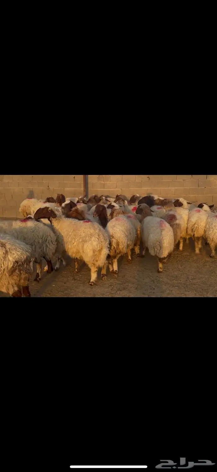 غنم نعيم دفيع 2